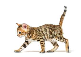 Fototapeta na wymiar side view of a walking bengal cat kitten, six weeks old, isolate