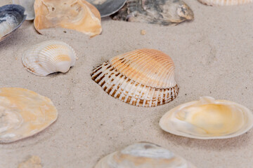 Beautiful sea shells lie on the white sand on the beach.