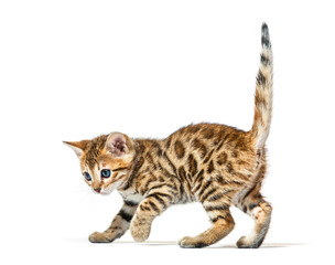 side view of a bengal cat kitten prowling, six weeks old, isolat