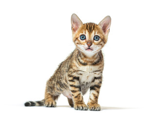 Standing Bengal cat kitten facing, six weeks old, isolated on white