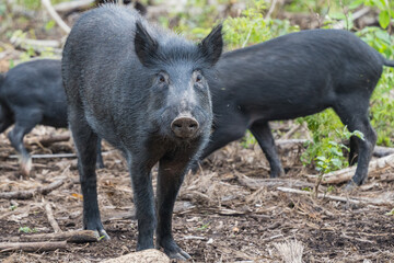 hawaiian pig in the wild
