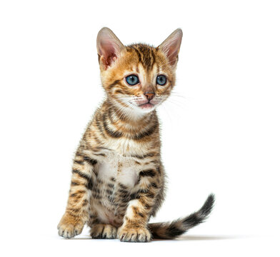 Bengal cat kitten sitting and looking away, six weeks old, isolated on white