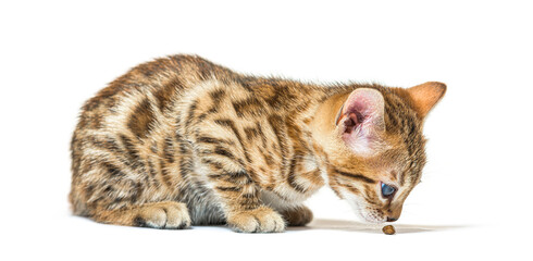 Bengal cat kitten eating a croquette, six weeks old, isolated on