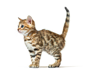 Profile of a bengal cat kitten, six weeks old, isolated on white