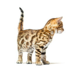 Bengal cat kitten looking back, six weeks old, isolated on white