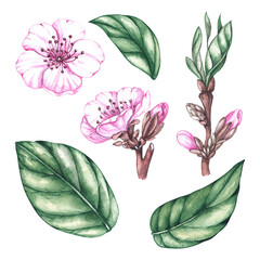 Watercolor set of almond flowers, leaves