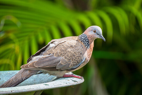 spotted dove in a bird bath