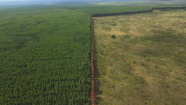 Deforestation Environmental Problem. Aerial View of Forest Cleared for Agriculture Development