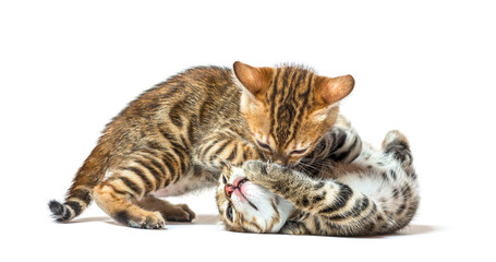 Two bengal cat kittens playing together, six weeks old, isolated