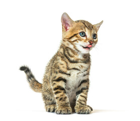 Bengal cat kitten licking lips, five weeks old, isolated on whit