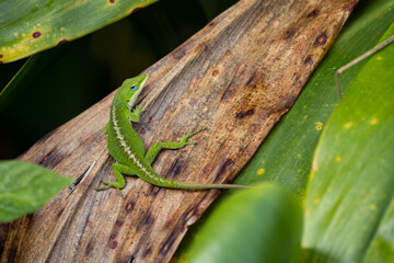 anole on a leaf