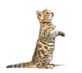 Bengal cat kitten on hind legs begging, six weeks old, isolated on white © Eric Isselée