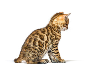 Back and side view of Bengal cat kitten looking away, six weeks