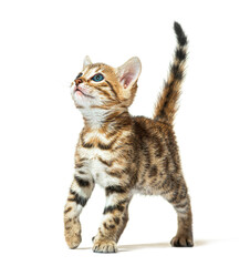 Bengal cat kitten looking up, six weeks old, isolated on white