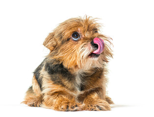 Shaggy mixed breed dog licking lips and looking up, isolated on white - obrazy, fototapety, plakaty