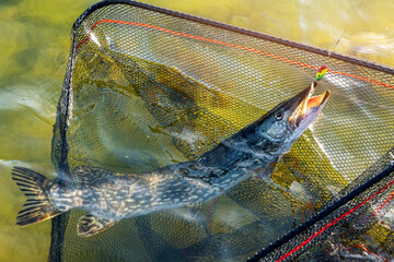 pike fish in landing net caught with spinner lure