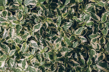 abstract stunning panorama green leaf texture, tropical leaf foliage nature dark green background. green banners nature tropical concept