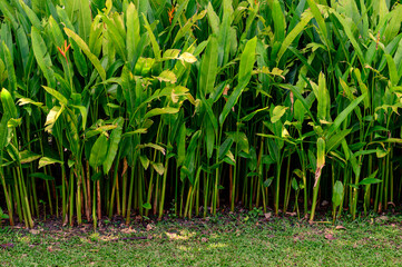 abstract stunning panorama green leaf texture, tropical leaf foliage nature dark green background. green banners nature tropical concept