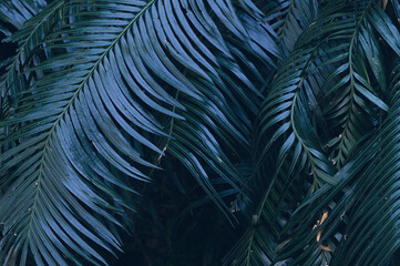 abstract stunning panorama green leaf texture, tropical leaf foliage nature dark green background. green banners nature tropical concept