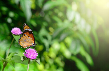 butterfly on the green leaves