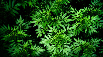 abstract stunning panorama green leaf texture, tropical leaf foliage nature dark green background. green banners nature tropical concept