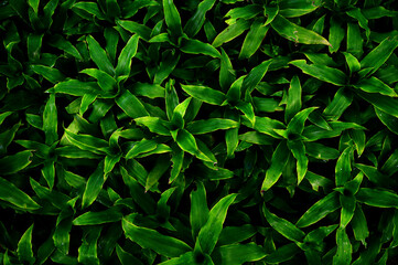 Naklejka na ściany i meble abstract stunning panorama green leaf texture, tropical leaf foliage nature dark green background. green banners nature tropical concept