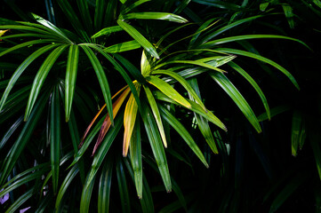 abstract stunning panorama green leaf texture, tropical leaf foliage nature dark green background. green banners nature tropical concept