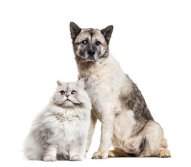 One-eyed blind cat and dog, isolated on white