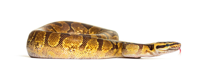 Ball python sniffing, Python regius, isolated on white