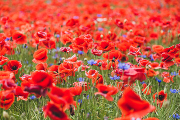 ein großes Feld mit blühendem Mohn und Kornblumen