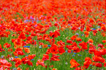 ein großes Feld mit blühendem Mohn und Kornblumen