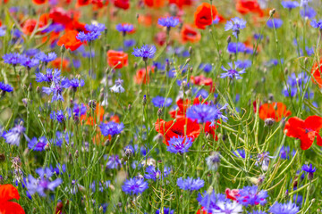 ein großes Feld mit blühendem Mohn und Kornblumen