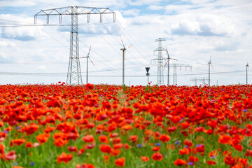 ein Feld mit blühendem Mohn und Kornblumen, im Hintergrund Strommasten 