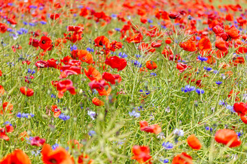 ein großes Feld mit blühendem Mohn und Kornblumen
