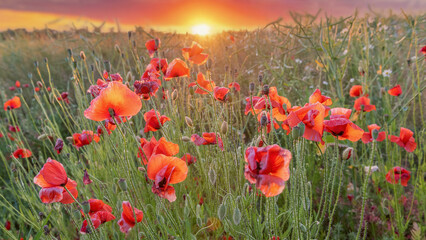 A field of poppies at sunset, Denmark