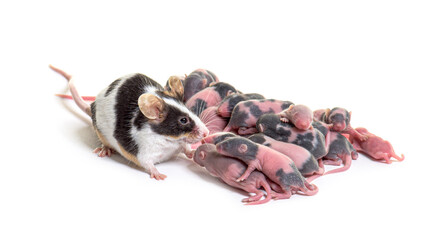 Colony of fancy mouse, few days old hairless pups and mother - M