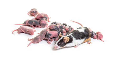 Mother mouse and few days old hairless pups - Mus musculus domes