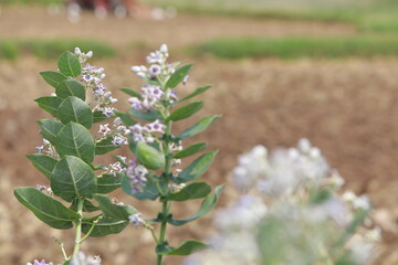 Close up soft purple Crown flower or Giant indian milkweed in agricultural farm land. Scientific name Calotropis gigantea 