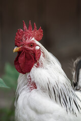 Beautiful cock in the pen for chickens in the village, close-up. beautiful cock. Rooster white color, rooster or chickens on traditional free range poultry farm