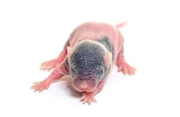 A six days old hairless fancy mouse, isolated on white