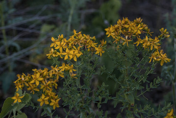 In the wild in the forest bloom Hypericum perforatum, in a men hand, Yellow St. John's Wort