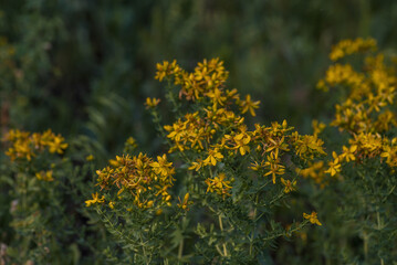 In the wild in the forest bloom Hypericum perforatum, in a men hand, Yellow St. John's Wort