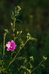 Malva alcea flowering wild plant, mallow light bright flowers in bloom growing on the meadow, green leaves on dark natural background