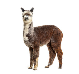 Side view of a Rose grey young alpaca - Lama pacos
