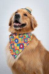 golden retriver fantasiado de caipira junino