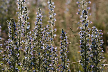 Echium vulgare, viper's bugloss, blueweed in bloom, Selective focus and natural daylight, In nature, among the wild herbs , Moldova