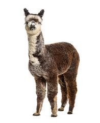 Front view of a Rose grey young alpaca - Lama pacos