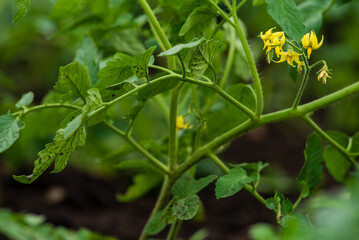 Yellow flowers of a blooming tomato in a greenhouse. Very beautiful and fresh yellow tomato flowers