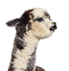 Rose grey young alpaca - Lama pacos, isoltaed on white