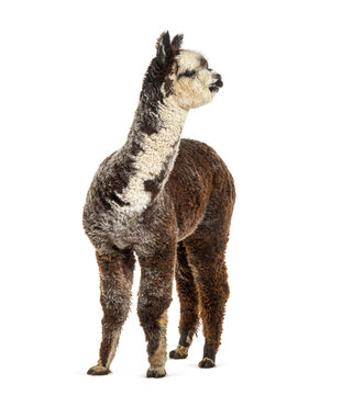 Rose grey young alpaca looking away - Lama pacos © Eric Isselée
